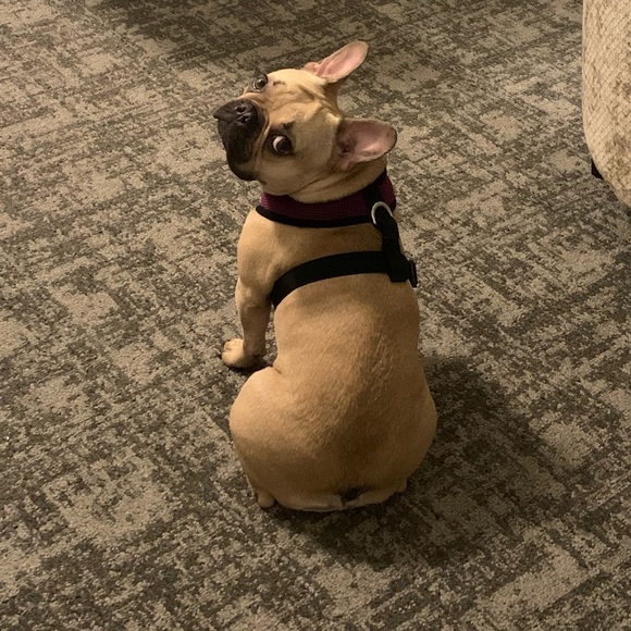 Allergy Alert - Smoke free, pet friendly home! - Picture 6 of 16